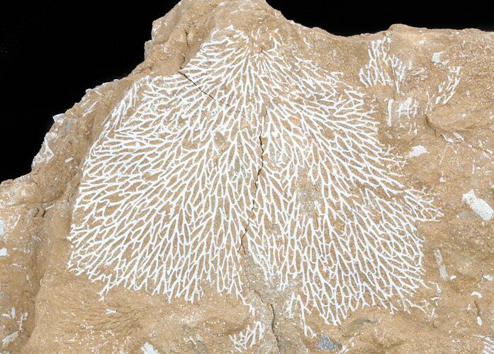 Ordovician Bryozoans (Chasmatopora) Plate - Estonia #47456